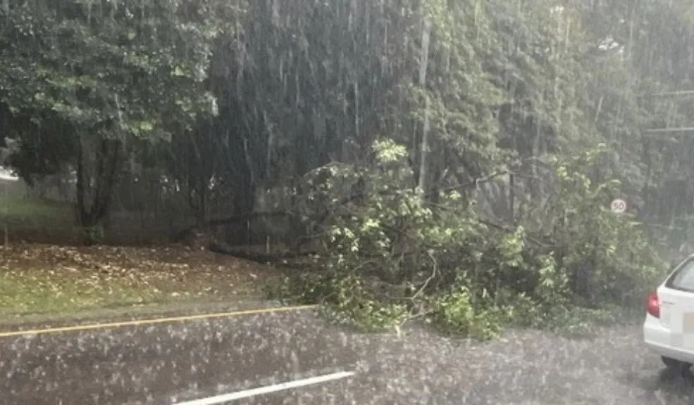 Árbol cae en la vía y genera retrasos en TransMilenio 2 Árbol cae en la vía y genera retrasos en TransMilenio La caída de un árbol en la avenida Caracas con calle 57 generó complicaciones en la operación de TransMilenio durante la tarde de este martes, afectando la movilidad de cientos de usuarios que se desplazaban por este corredor vial.