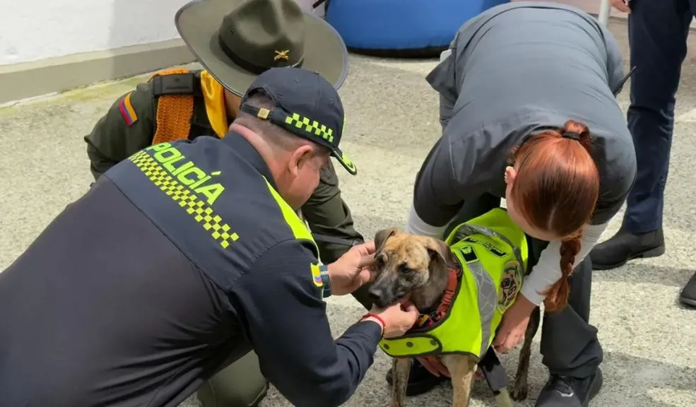Bizcocho, el perrito maltratado por su amo, ya tiene nuevo hogar y una familia numerosa La historia de Bizcocho, el perro que conmovió al país tras recibir una brutal golpiza de su antiguo dueño por haber tomado un pedazo de carne, tuvo un final feliz. Ahora tiene una familia nueva y numerosa; le contamos quiénes lo cuidarán.