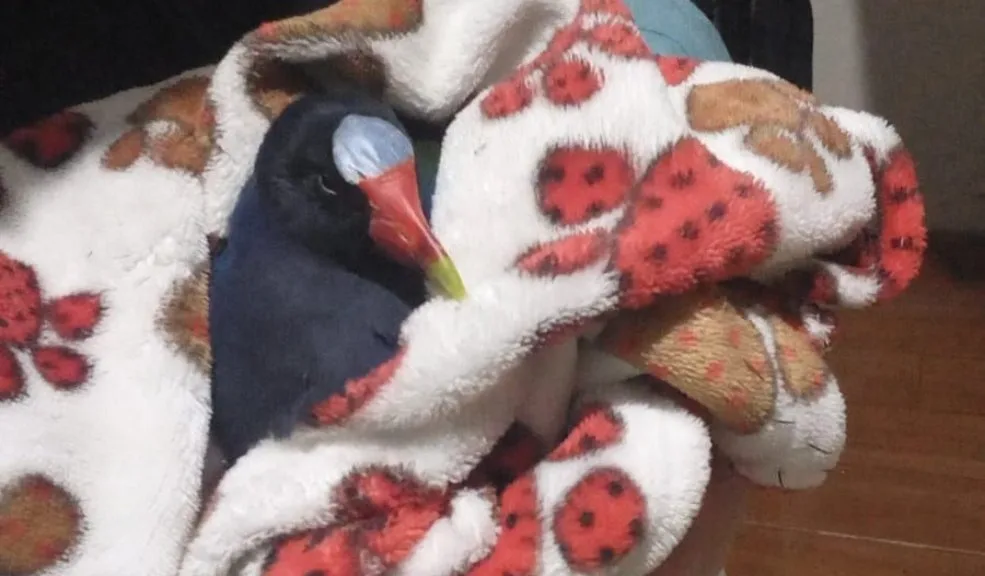 Bosa: encuentran aves muertas luego de la quema de pólvora La consternación se apoderó de los habitantes de la localidad de Bosa tras el hallazgo de varias aves muertas cerca del humedal Tibanica. Con este suceso se extiende un llamado a no quemar pólvora, no solo por el bienestar de los integrantes de las familias, sino también por los animales, que sufren ante los fuertes estallidos.