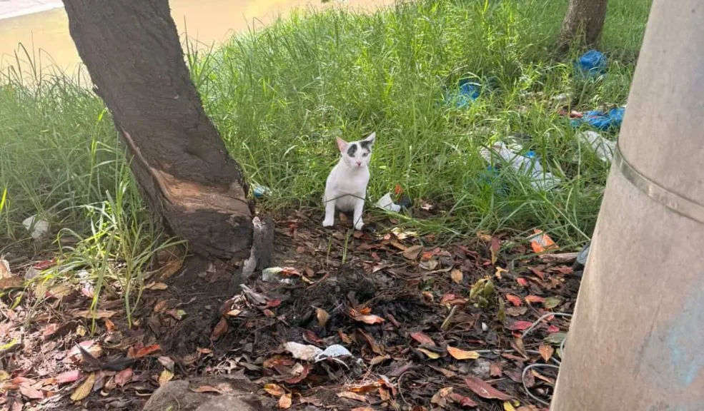 En Marsella abandonaron a un gatito a orillas de un caño, dentro de una caja A pesar de que hoy se marca el inicio de las celebraciones de Navidad y la unión familiar, dos sujetos que se desplazaban en una motocicleta decidieron abandonar a uno de los integrantes de su hogar. En una caja y a la orilla del caño que pasa por Marsella, en Kennedy, arrojaron a un gatito a su suerte. Sin embargo, gracias al buen corazón de una familia, este peludito tendrá una nueva oportunidad.
