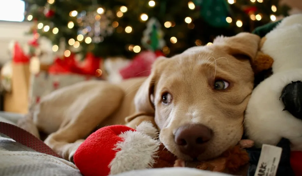 Estos alimentos navideños pueden ser peligrosos para los perros 1 Estos alimentos navideños pueden ser peligrosos para los perros La Navidad trae sabores tentadores para las familias, pero también aumenta el riesgo de intoxicaciones en mascotas por el consumo de alimentos peligrosos para su salud.