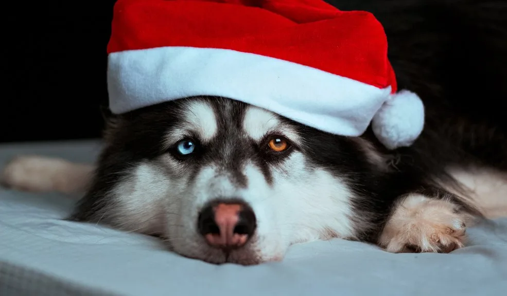 Estos alimentos navideños pueden ser peligrosos para los perros 2 Estos alimentos navideños pueden ser peligrosos para los perros La Navidad trae sabores tentadores para las familias, pero también aumenta el riesgo de intoxicaciones en mascotas por el consumo de alimentos peligrosos para su salud.
