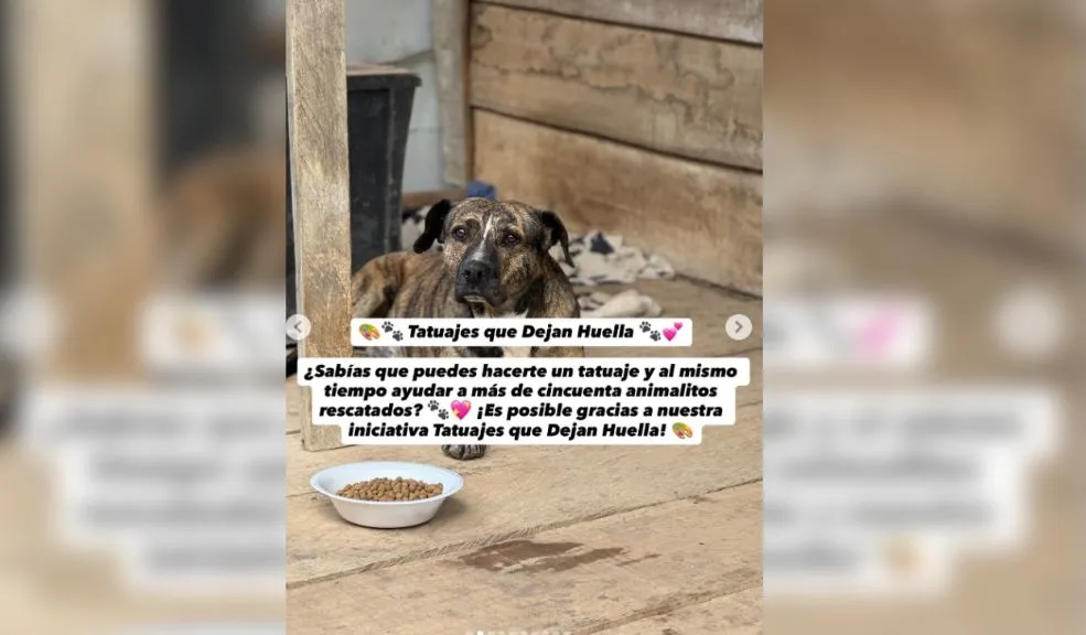 Fundación hizo un evento para ayudar a peluditos y solo se inscribieron 3 personas 1 Fundación hizo un evento para ayudar a peluditos y solo se inscribieron 3 personas La organización "Adopta Un Peludo" lanzó una estrategia diseñada para recaudar fondos y alimento; sin embargo, tras semanas de convocatoria, el refugio reportó con desaliento que apenas 3 personas se inscribieron para participar.