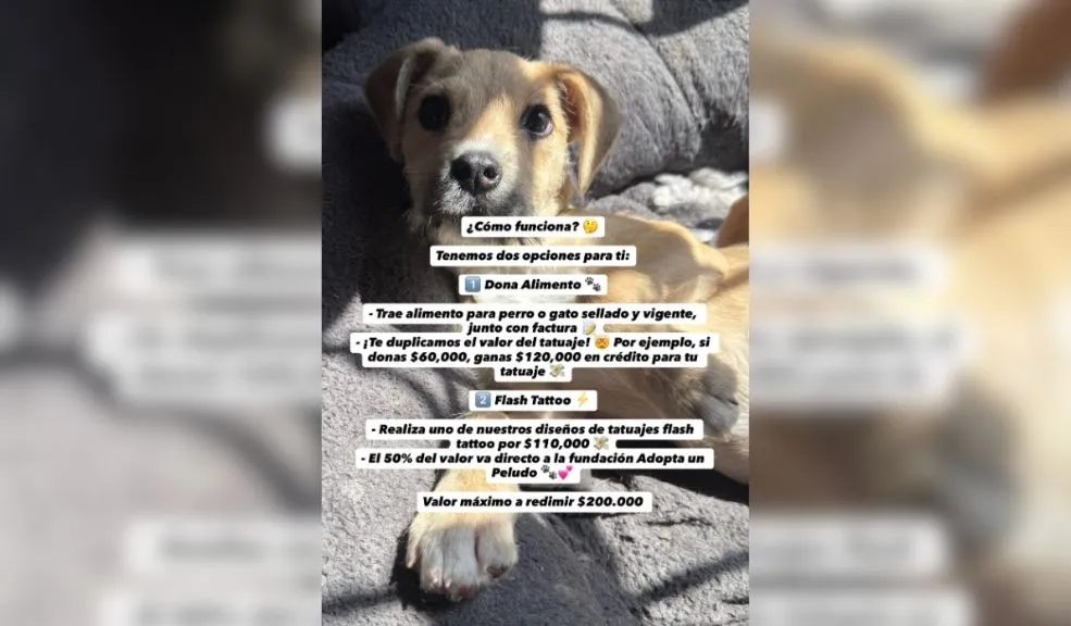 Fundación hizo un evento para ayudar a peluditos y solo se inscribieron 3 personas 2 Fundación hizo un evento para ayudar a peluditos y solo se inscribieron 3 personas La organización "Adopta Un Peludo" lanzó una estrategia diseñada para recaudar fondos y alimento; sin embargo, tras semanas de convocatoria, el refugio reportó con desaliento que apenas 3 personas se inscribieron para participar.