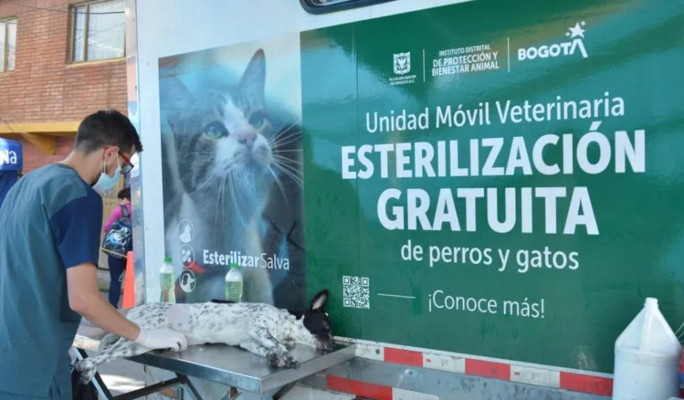Habilitan 7.000 esterilizaciones gratis en diciembre sin cita previa Bogotá puso en marcha 7.000 esterilizaciones gratuitas para perros y gatos en diciembre, sin necesidad de agendar y con atención por orden de llegada en puntos fijos y unidades móviles en distintas localidades. Conozca los detalles.