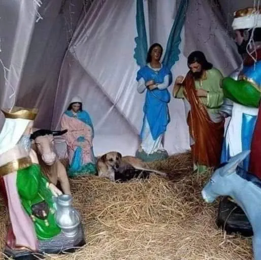 Perrita sin hogar tuvo sus crías ¡en un pesebre! Una perrita sin hogar se coló en un pesebre para protegerse del frío y terminó dándole el mejor regalo de Navidad a la comunidad: siete hermosos cachorritos que nacieron entre la paja y las figuras de Belén.