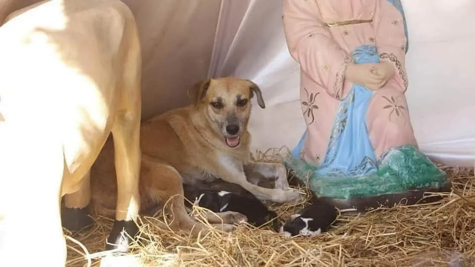 Perrita sin hogar tuvo sus crías ¡en un pesebre! Una perrita sin hogar se coló en un pesebre para protegerse del frío y terminó dándole el mejor regalo de Navidad a la comunidad: siete hermosos cachorritos que nacieron entre la paja y las figuras de Belén.