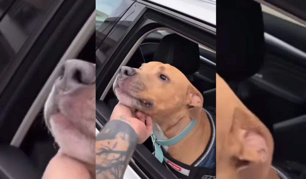 'Firulais' se subió de 'colado' encima de un Transmilenio: vídeo causa indignación Con saquito y todo, un 'firulais' apareció feliz de la vida encima de un articulado en plena hora pico. La gente, entre risas y nervios, gritaba para que no arrancaran. ¡Nadie tiene ni idea de cómo se subió el perrito!