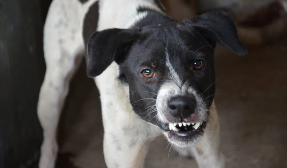 Perro pitbull atacó a niño de 10 años y le dejó secuelas en el rostro Un padre de familia denunció este viernes ante los medios de comunicación, la agresión de la que fue víctima su hijo de 10 años por parte de un perro de raza Pitbull, en hechos ocurridos en el edificio Río Alto, ubicado en el norte de Barranquilla.
