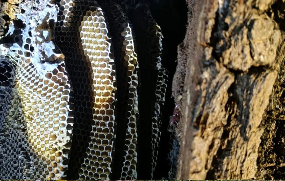 Puente Aranda: rescatan enjambre de 15.000 abejas y garantizan su protección Aunque a muchas personas les pueda causar temor la presencia de abejas, no se debe desconocer su papel en la naturaleza. El rescate de 15.000 de ellas en la localidad de Puente Aranda no solo les brinda una Navidad más segura a las abejas y a los ciudadanos, sino que permite que el equilibrio ambiental no se ponga en riesgo.