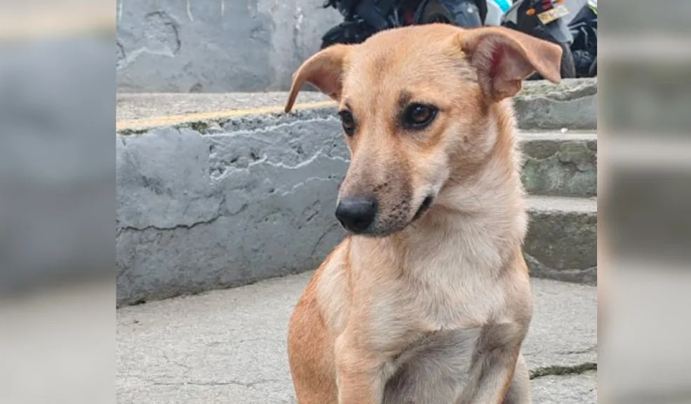 Dos perritas víctimas de sevicia: justicia actúa contra responsables de maltrato animal 1 Dos perritas víctimas de sevicia: justicia actúa contra responsables de maltrato animal