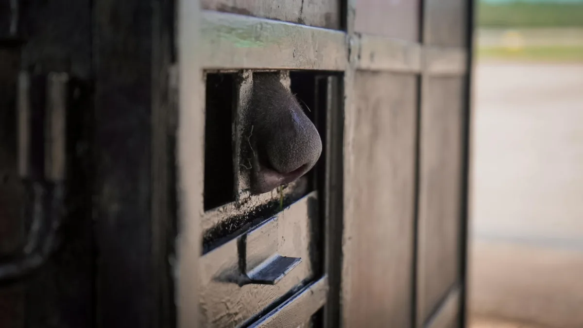 Murió Tamá, el oso andino que trasladaban hacia su liberación 2 Murió Tamá, el oso andino que trasladaban hacia su liberación Parques Nacionales Naturales de Colombia informó con profundo dolor que, durante el traslado para su liberación, el oso Tamá falleció.