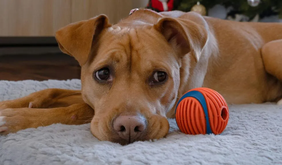 Una Navidad diferente para los peluditos: el Distrito lanza nuevas campañas de protección animal La época navideña es una de las más alegres para los colombianos, pero en muchas ocasiones se olvida el impacto que tienen nuestras acciones en los animales. Es por ello que el Distrito implementará tres campañas para que la Navidad de los peluditos sea diferente e igual de alegre.