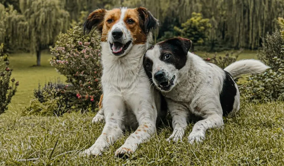 Colegios de Colombia enseñarán sobre protección animal en sus aulas Después de varios debates, hoy la ‘Ley Empatía’ es una realidad. Esta iniciativa tiene como objetivo que en los colegios públicos y privados se enseñe sobre el bienestar animal y la conservación de la biodiversidad a estudiantes de todas las edades.