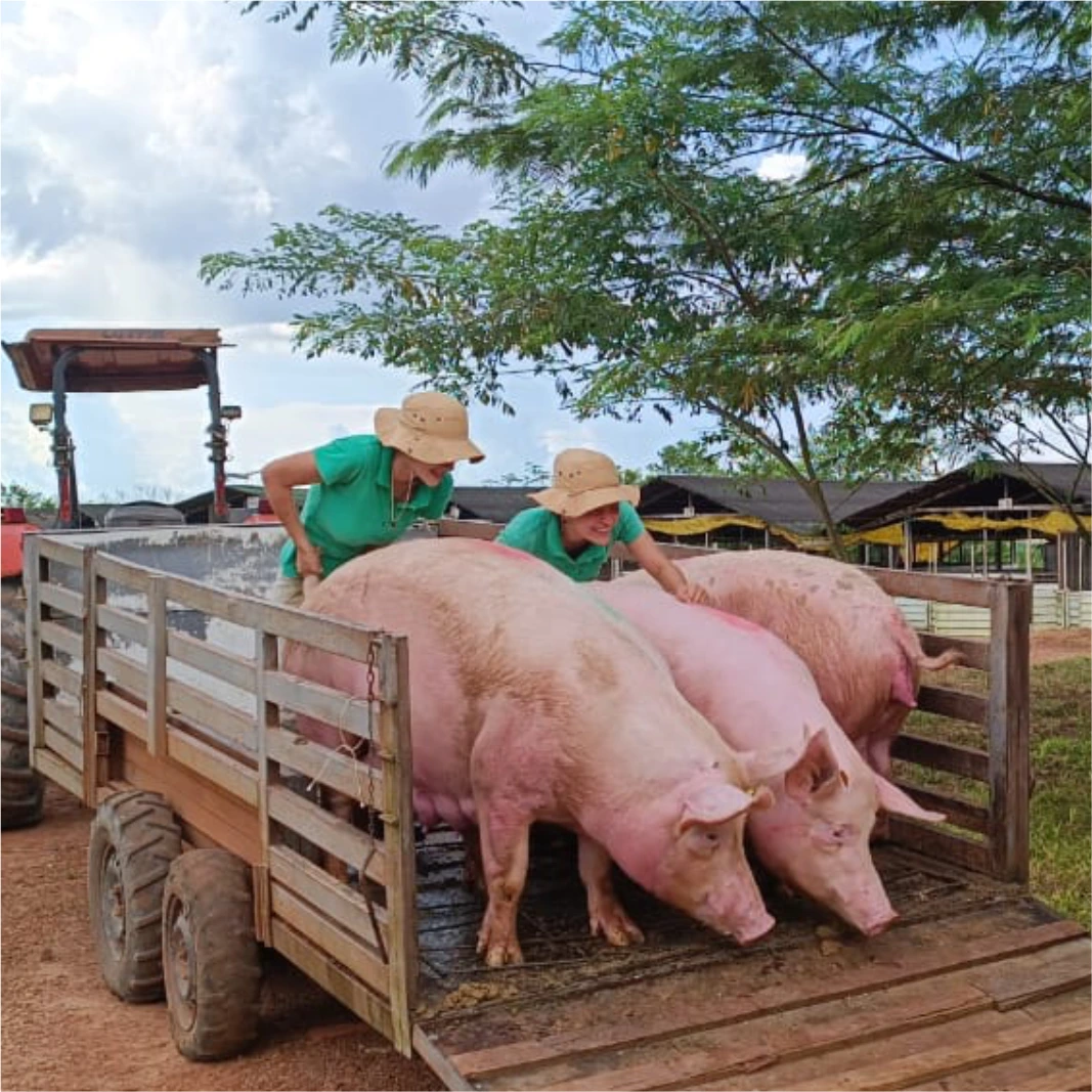 La gran apuesta de la porcicultura para ser el sector más importante del agro colombiano La porcicultura sigue creciendo en el agro colombiano. En diálogo con Q'HUBO, Jeffrey Fajardo (presidente de Porkcolombia) revela cómo el sector ya duplica el PIB del café y se prepara para conquistar los mercados asiáticos.
