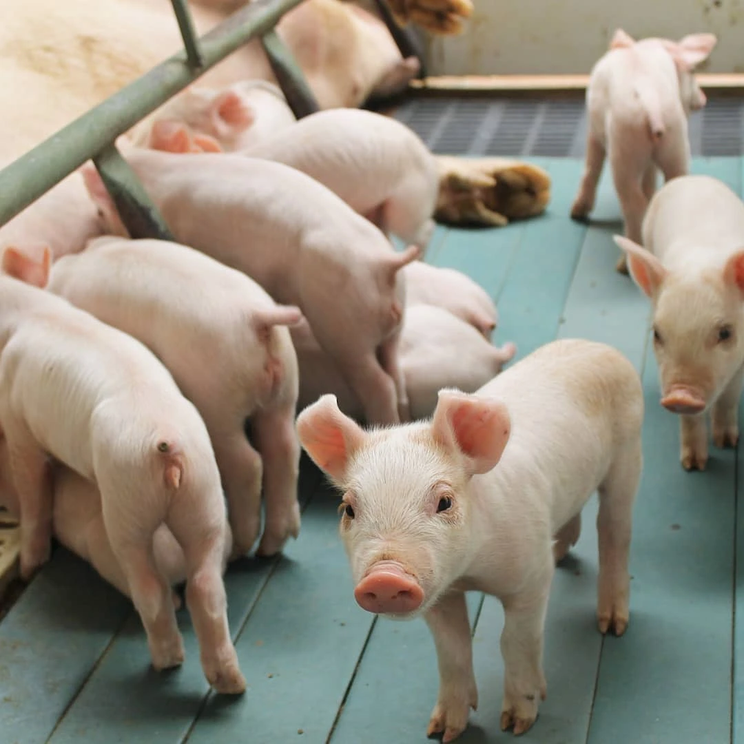 La gran apuesta de la porcicultura para ser el sector más importante del agro colombiano La porcicultura sigue creciendo en el agro colombiano. En diálogo con Q'HUBO, Jeffrey Fajardo (presidente de Porkcolombia) revela cómo el sector ya duplica el PIB del café y se prepara para conquistar los mercados asiáticos.