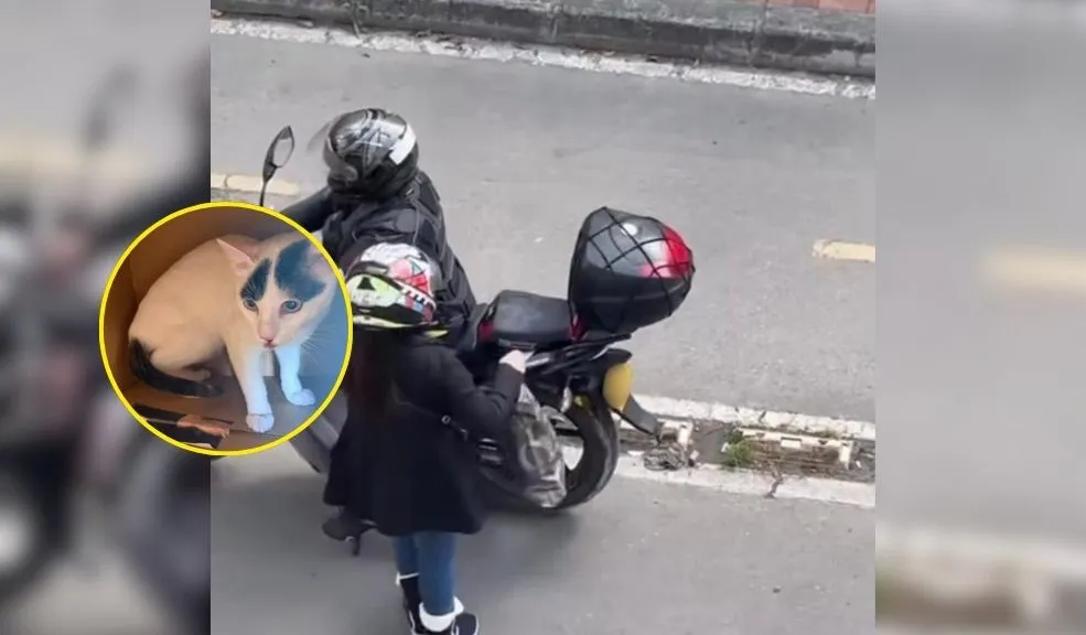 Kennedy: vecinos rescatan a gato abandonado por pareja en Marsella 3 Una pareja que se movilizaba en motocicleta fue grabada mientras abandonaba a un gato bebé en el barrio Marsella 3 de Kennedy. El felino fue rescatado al día siguiente por una ciudadana, mientras que vecinos y proteccionistas exigen sanciones para los responsables.