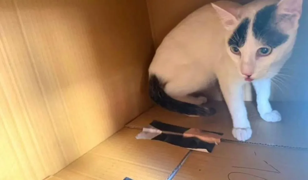 Kennedy: vecinos rescatan a gato abandonado por pareja en Marsella 3 2 Kennedy: vecinos rescatan a gato abandonado por pareja en Marsella 3 Una pareja que se movilizaba en motocicleta fue grabada mientras abandonaba a un gato bebé en el barrio Marsella 3 de Kennedy. El felino fue rescatado al día siguiente por una ciudadana, mientras que vecinos y proteccionistas exigen sanciones para los responsables.