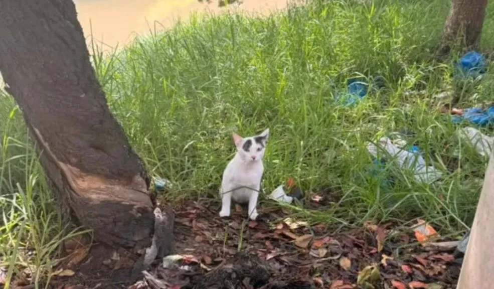Kennedy: vecinos rescatan a gato abandonado por pareja en Marsella 3 1 Kennedy: vecinos rescatan a gato abandonado por pareja en Marsella 3 Una pareja que se movilizaba en motocicleta fue grabada mientras abandonaba a un gato bebé en el barrio Marsella 3 de Kennedy. El felino fue rescatado al día siguiente por una ciudadana, mientras que vecinos y proteccionistas exigen sanciones para los responsables.