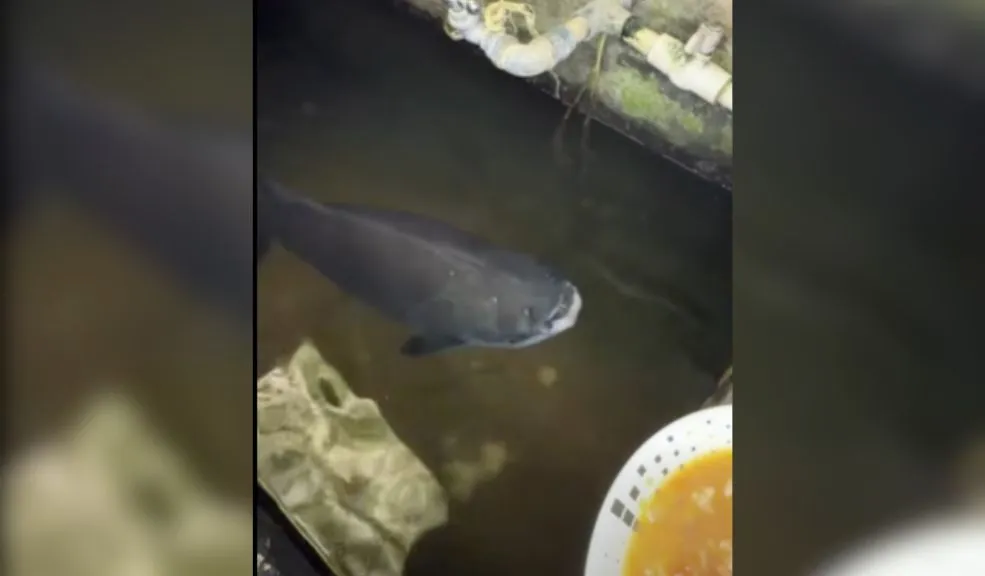 ¿Había visto una cachama domesticada? Conozca a Fliper, el pez que come con cuchara En redes sociales circula un video que ha despertado curiosidad y ternura. En las imágenes se observa a una cachama criada y domesticada por una familia, al punto de ser alimentado con cuchara y de la misma olla en la que comen todos los integrantes del hogar.