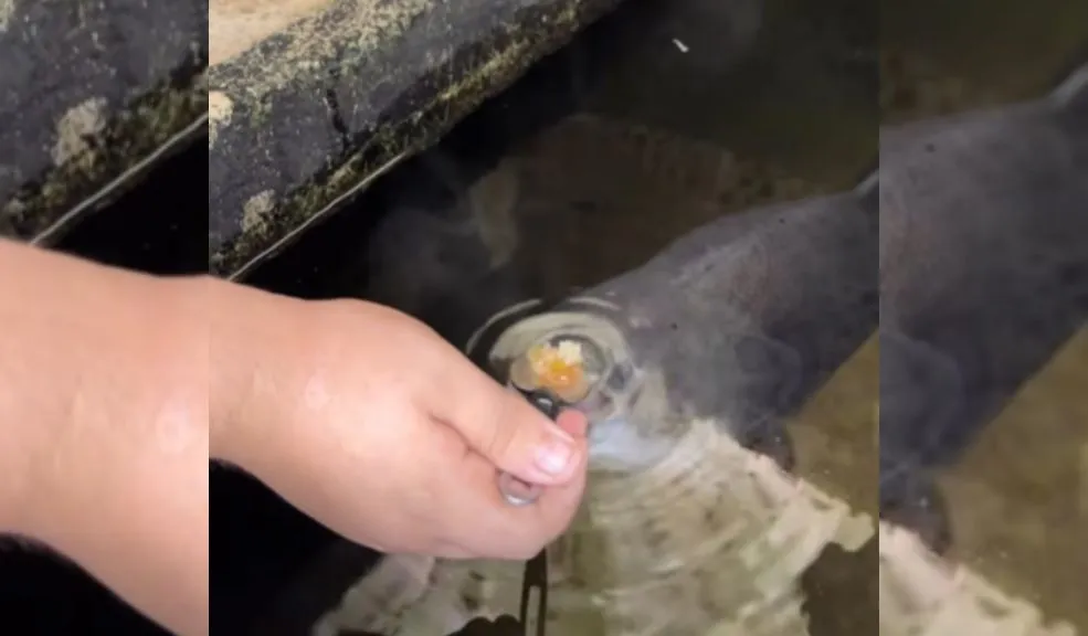 ¿Había visto una cachama domesticada? Conozca a Fliper, el pez que come con cuchara En redes sociales circula un video que ha despertado curiosidad y ternura. En las imágenes se observa a una cachama criada y domesticada por una familia, al punto de ser alimentado con cuchara y de la misma olla en la que comen todos los integrantes del hogar.