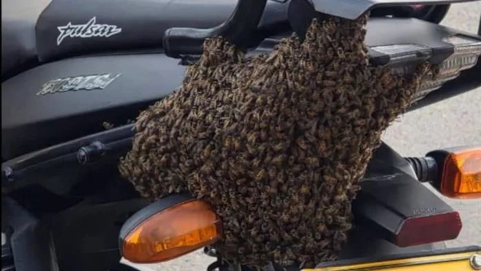 ¡Increíble! Enorme enjambre de abejas se posó sobre una motocicleta Un enjambre de abejas causó pánico en una comunidad, pues se posó, curiosamente, sobre una motocicleta. Detalles del hecho.