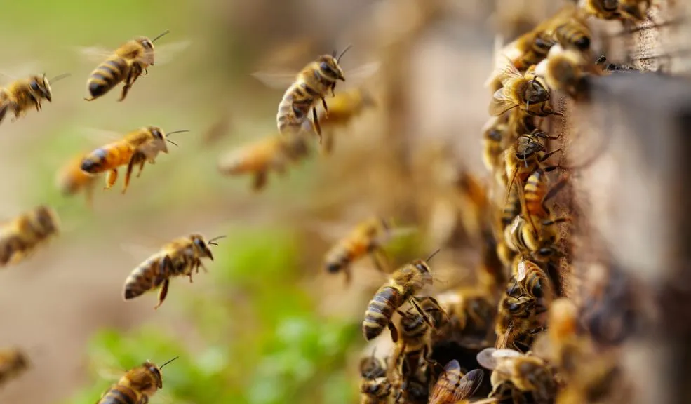 Adulto mayor murió picado por enjambre de abejas 1 adulto
