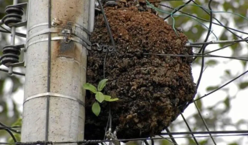 Adulto mayor murió picado por enjambre de abejas 2 adulto
