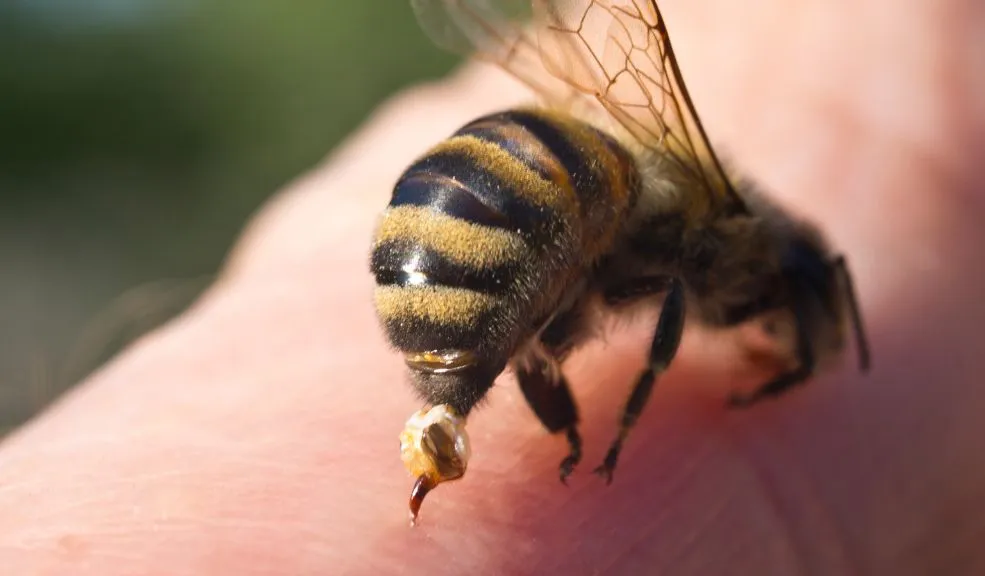 Adulto mayor murió picado por enjambre de abejas 2 adulto
