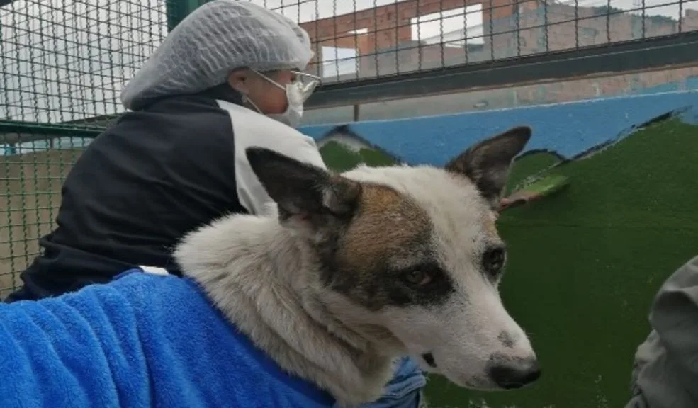 Aproveche su servicio social estudiantil para apoyar el bienestar animal Para los estudiantes que deben cumplir su servicio social en grado 9°, 10° u 11°, ha llegado una oportunidad de hacerlo en un espacio que apoya el bienestar animal.