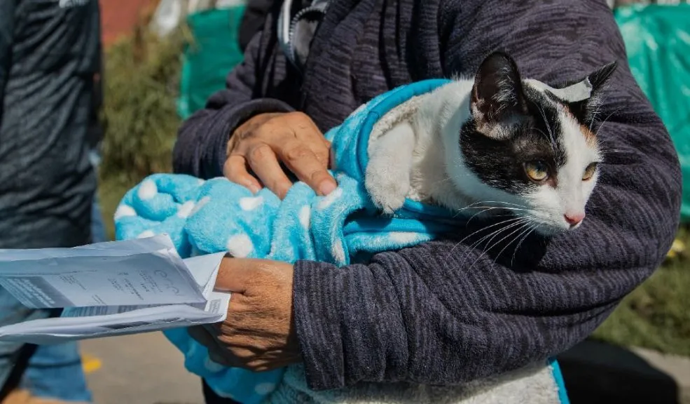 esterilización