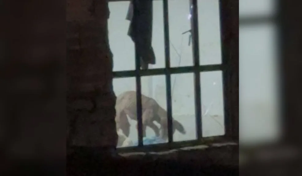 Bosa: comunidad pide que ayuden a dos perritos que estarían encerrados y sin comer 3 Bosa: comunidad pide que ayuden a dos perritos que estarían encerrados y sin comer Crece la preocupación de la comunidad del barrio Piamonte, en la localidad de Bosa, ante un presunto caso de maltrato animal. Los habitantes aseguran que han realizado varias denuncias sin obtener respuesta por parte de las autoridades y advierten que, con el paso de los días, los perritos se ven cada vez más desnutridos.