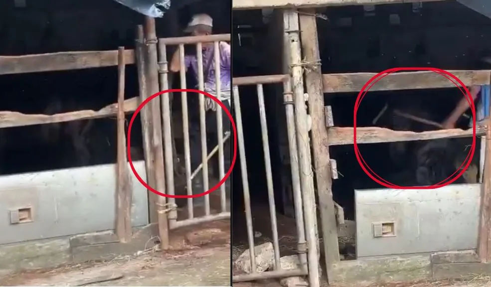 Caso de maltrato animal: hombre golpea a un caballo hasta romper un palo Un nuevo caso de maltrato animal se presentó en el departamento de Antioquia y fue registrado en video. En las desgarradoras imágenes se observa a un hombre mayor dentro de un establo con un palo; de manera inesperada empieza a propinarle golpes a un caballo indefenso hasta terminar rompiendo el objeto.