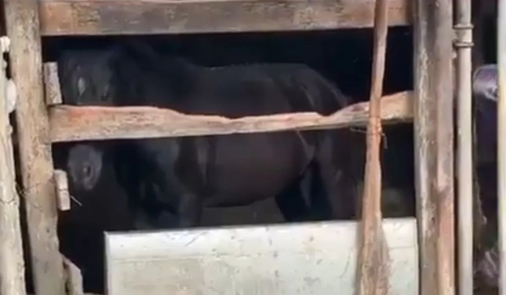Caso de maltrato animal: hombre golpea a un caballo hasta romper un palo Un nuevo caso de maltrato animal se presentó en el departamento de Antioquia y fue registrado en video. En las desgarradoras imágenes se observa a un hombre mayor dentro de un establo con un palo; de manera inesperada empieza a propinarle golpes a un caballo indefenso hasta terminar rompiendo el objeto.