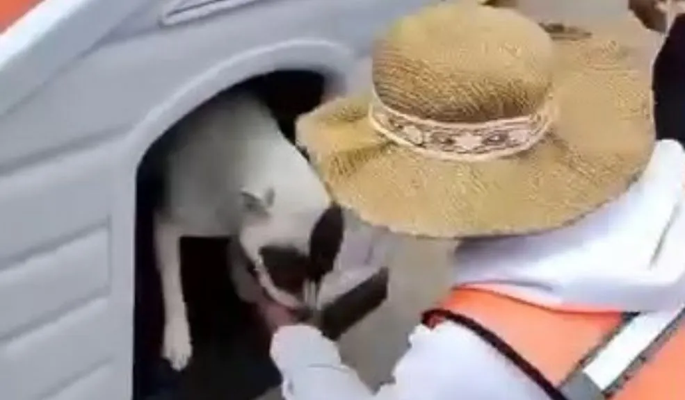 En Los Mártires: vendedor ambulante busca desesperadamente a sus dos perritas Por el ruido de la pólvora, el pasado 31 de diciembre, se perdieron las perritas Cristal y Maya. Su dueño, un humilde vendedor ambulante de Los Mártires, las busca desesperadamente. Este es su drama.