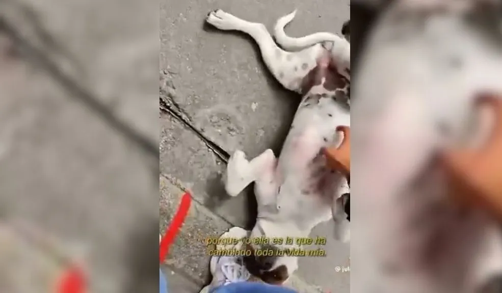 En Los Mártires: vendedor ambulante busca desesperadamente a sus dos perritas Por el ruido de la pólvora, el pasado 31 de diciembre, se perdieron las perritas Cristal y Maya. Su dueño, un humilde vendedor ambulante de Los Mártires, las busca desesperadamente. Este es su drama.