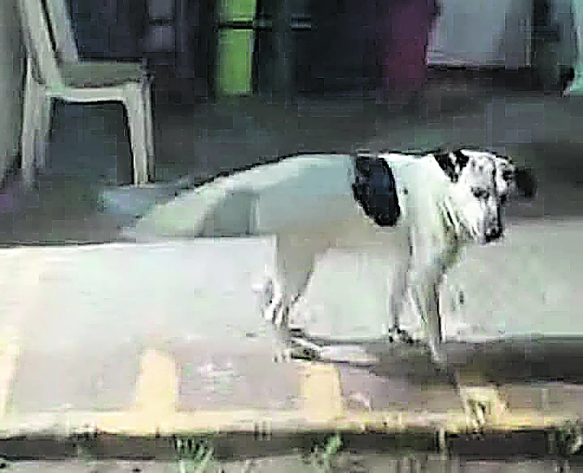 En Soacha: niño de 8 años lucha por recuperarse tras ser atacado por un perro 1 En Soacha niño de 8 años lucha por recuperarse tras ser atacado por un perro