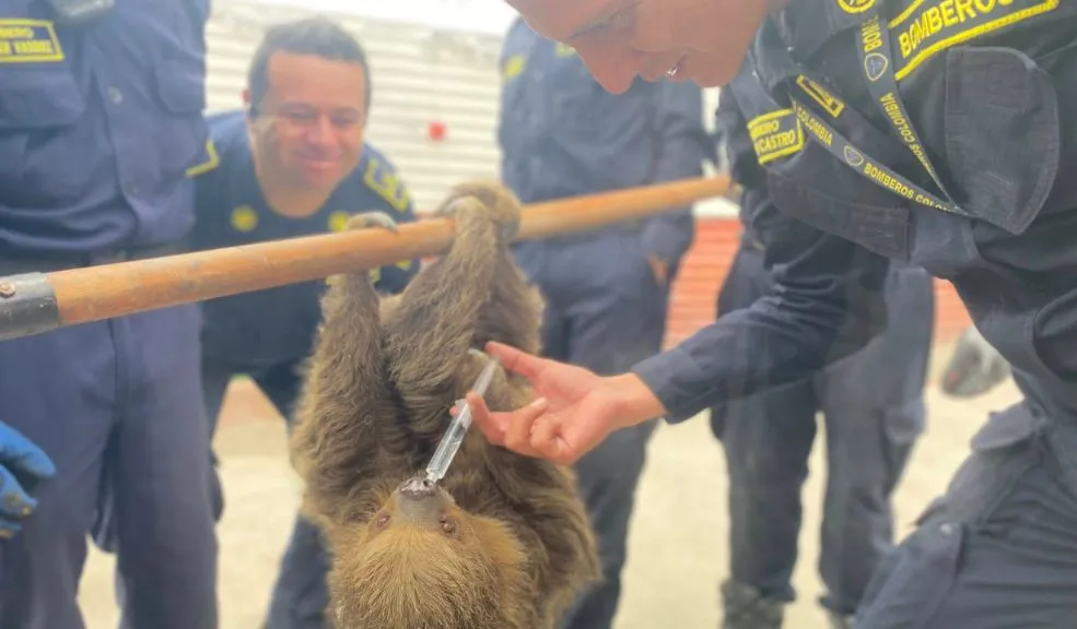 En Soacha, oso perezoso fue rescatado de las vías y liberado 1 En Soacha, oso perezoso fue rescatado de las vías y liberado El Cuerpo de Bomberos de Soacha rescató a un oso perezoso que estaba en riesgo de ser atropellado en una de las vías más concurridas durante este fin de año, en el Alto de las Rosas, vía que conecta a Bogotá con Girardot y otros municipios. Tras asegurarlo y realizarle los chequeos correspondientes, en las últimas horas fue liberado.