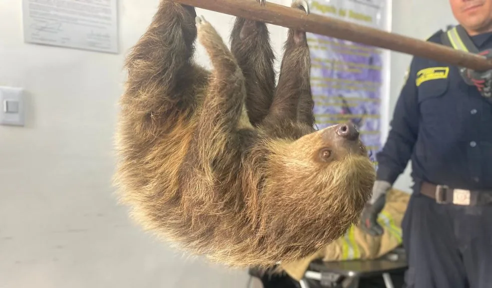 En Soacha, oso perezoso fue rescatado de las vías y liberado 2 En Soacha, oso perezoso fue rescatado de las vías y liberado El Cuerpo de Bomberos de Soacha rescató a un oso perezoso que estaba en riesgo de ser atropellado en una de las vías más concurridas durante este fin de año, en el Alto de las Rosas, vía que conecta a Bogotá con Girardot y otros municipios. Tras asegurarlo y realizarle los chequeos correspondientes, en las últimas horas fue liberado.