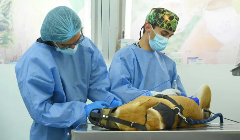 Evite la sobrepoblación de animales: abren 3.000 cupos de esterilización 1 Evite la sobrepoblación de animales: abren 3.000 cupos de esterilización Una manera de combatir la sobrepoblación animal y demostrar el amor hacia estas criaturas es la esterilización. Es por ello que, para este mes de febrero, se abrieron 3.000 cupos que se pueden agendar desde ya.