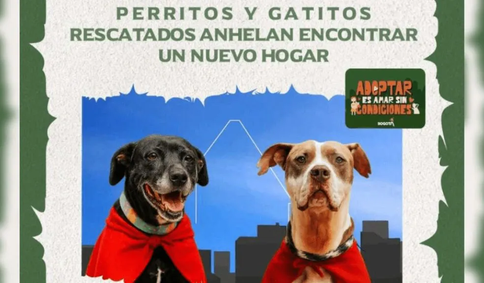 Jornada de adopción en Bogotá: el IDPYBA busca hogar para animales rescatados en El Edén 1 adopción