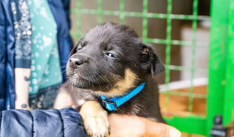 adopción