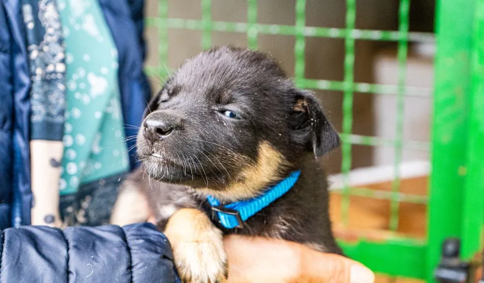 Jornada de adopción en Bogotá: el IDPYBA busca hogar para animales rescatados en El Edén 3 adopción