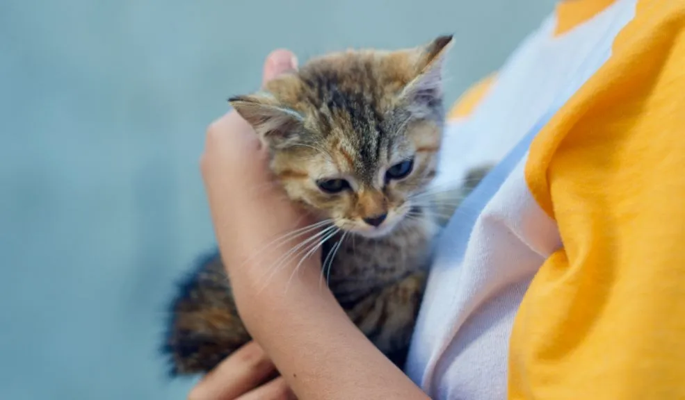 Jornada de adopción en Bogotá: el IDPYBA busca hogar para animales rescatados en El Edén 2 adopción