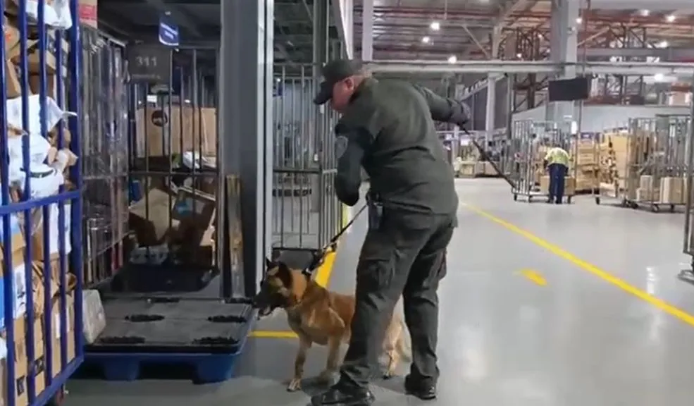 Incautan 100 kilos de marihuana en El Dorado gracias al olfato de 'Kira' La Estación de Policía Aeropuerto logró la incautación de un cargamento de marihuana que pretendía ser distribuido a través de envíos nacionales.