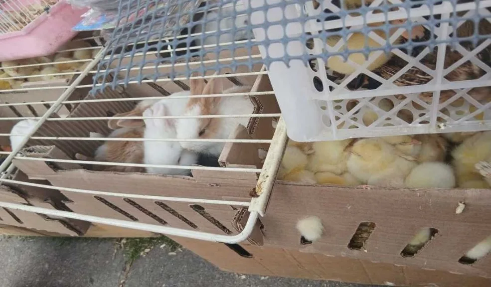 La Candelaria: animales en estado deplorable fueron rescatados En medio de la celebración del Festival de Reyes Magos y Epifanía, en La Candelaria se gestaba la venta ilegal de 404 animales, los cuales fueron encontrados en deplorables condiciones.