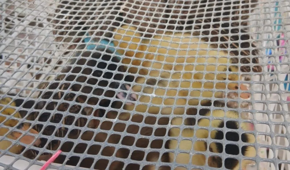 La Candelaria: animales en estado deplorable fueron rescatados En medio de la celebración del Festival de Reyes Magos y Epifanía, en La Candelaria se gestaba la venta ilegal de 404 animales, los cuales fueron encontrados en deplorables condiciones.