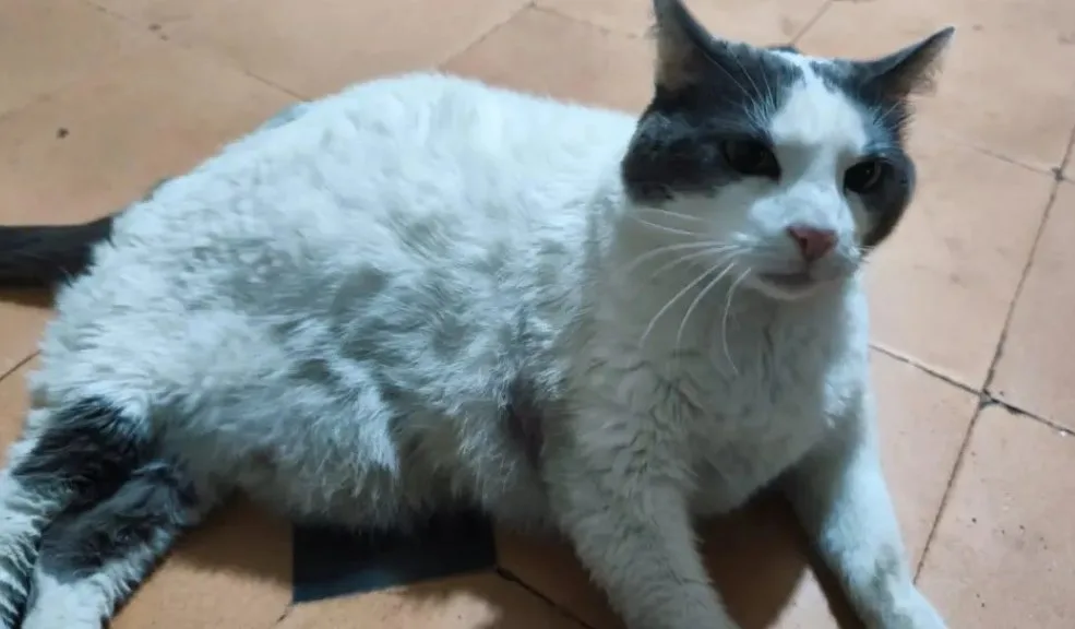 Gatico quedó solo: su dueño fue internado en un asilo
