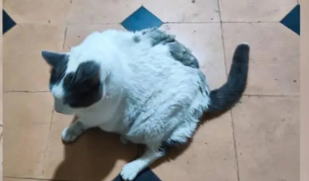 Gatico quedó solo: su dueño fue internado en un asilo 1 Gatico quedó solo: su dueño fue internado en un asilo
