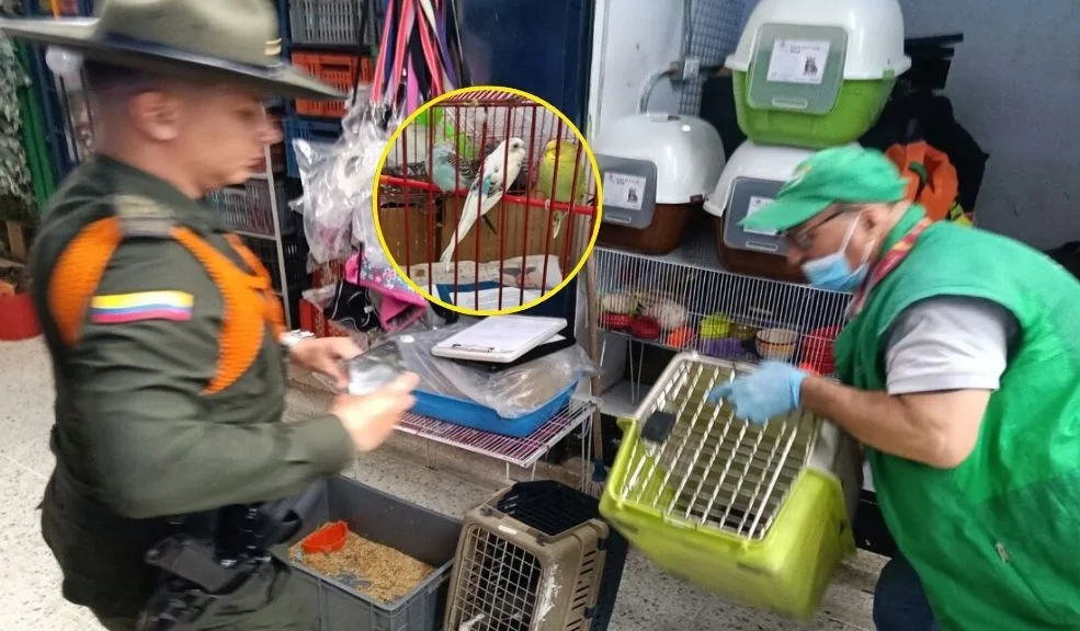 Policía incautó 34 animales durante operativo en la Plaza del 20 de Julio Una acción conjunta entre la Policía Metropolitana, la Secretaría de Ambiente y el IDPYBA permitió el rescate de 34 animales que eran comercializados ilegalmente en la emblemática Plaza del 20 de Julio.